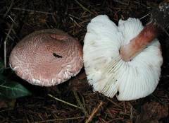 Lepiota brunneoincarnata