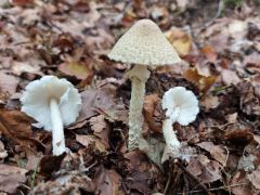 Lepiota clypeolaria