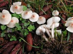 Lepiota cristata