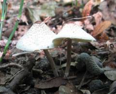 Lepiota cristata