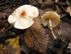 Lepiota cristatoides