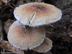 Lepiota echinella