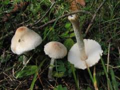 Lepiota erminea