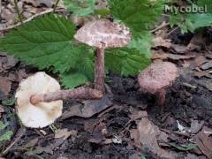 Lepiota fuscovinacea