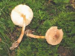 Lepiota magnispora