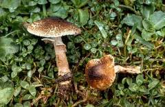 Lepiota pseudolilacea