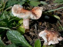 Lepiota subincarnata