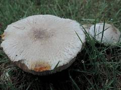 Leucoagaricus cinerascens