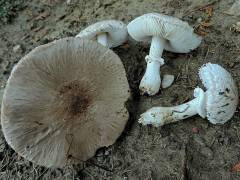 Leucoagaricus cinerascens