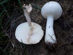 Leucoagaricus leucothites