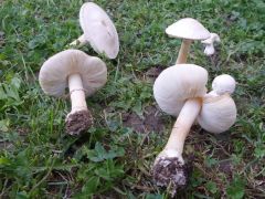 Leucoagaricus leucothites