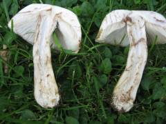 Leucoagaricus leucothites