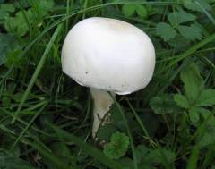 Leucoagaricus leucothites