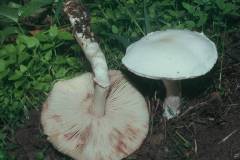 Leucoagaricus leucothites