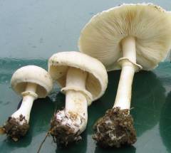 Leucoagaricus leucothites