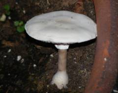 Leucocoprinus cepistipes