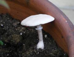 Leucocoprinus cepistipes