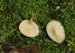 Leucocybe candicans