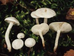 Leucocybe candicans