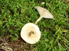 Leucocybe candicans