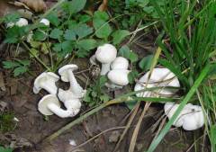 Leucocybe connata