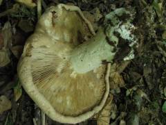 Leucopaxillus tricolor