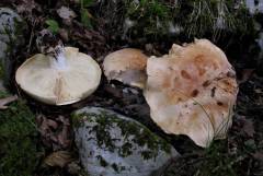 Leucopaxillus tricolor