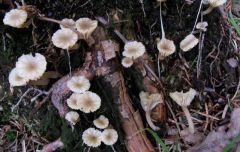 Lichenomphalia umbellifera