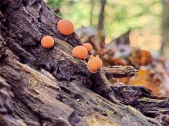 Lycogala epidendrum