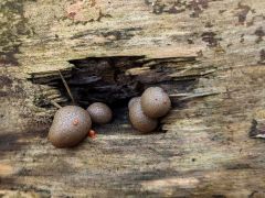 Lycogala epidendrum