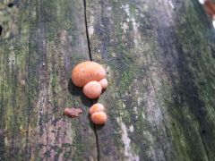 Lycogala epidendrum