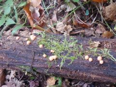 Lycogala epidendrum