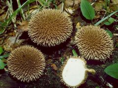 Lycoperdon echinatum