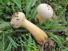 Lycoperdon excipuliforme