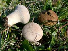 Lycoperdon excipuliforme