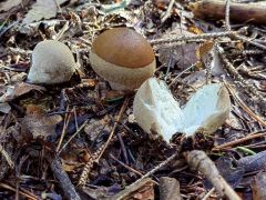 Lycoperdon molle