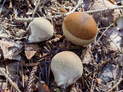 Lycoperdon molle