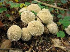 Lycoperdon perlatum