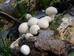 Lycoperdon perlatum