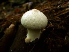 Lycoperdon perlatum