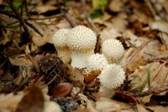 Lycoperdon perlatum