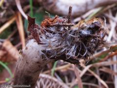 Lyophyllum maleolens