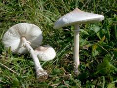 Macrolepiota excoriata