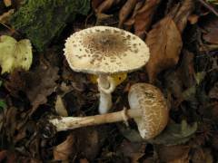 Macrolepiota mastoidea