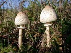 Macrolepiota mastoidea