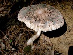 Macrolepiota olivascens