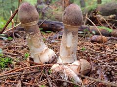 Macrolepiota procera