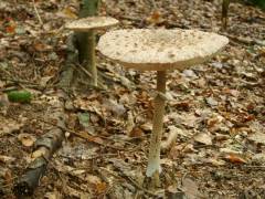 Macrolepiota procera