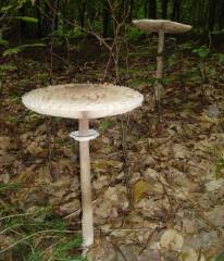 Macrolepiota prominens