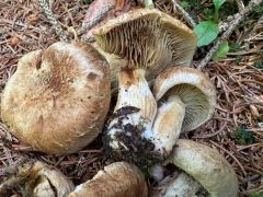 Mallocybe leucoblema